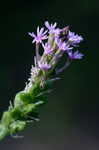 Procession flower